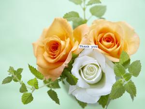 世界中から集めたお酒を通販で購入